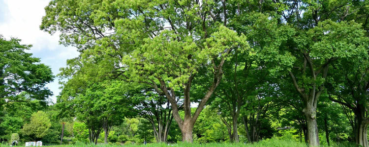 Why Camphor laurel ?